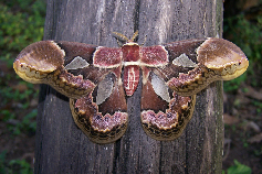 FIGURE 3b FIGURE 3b